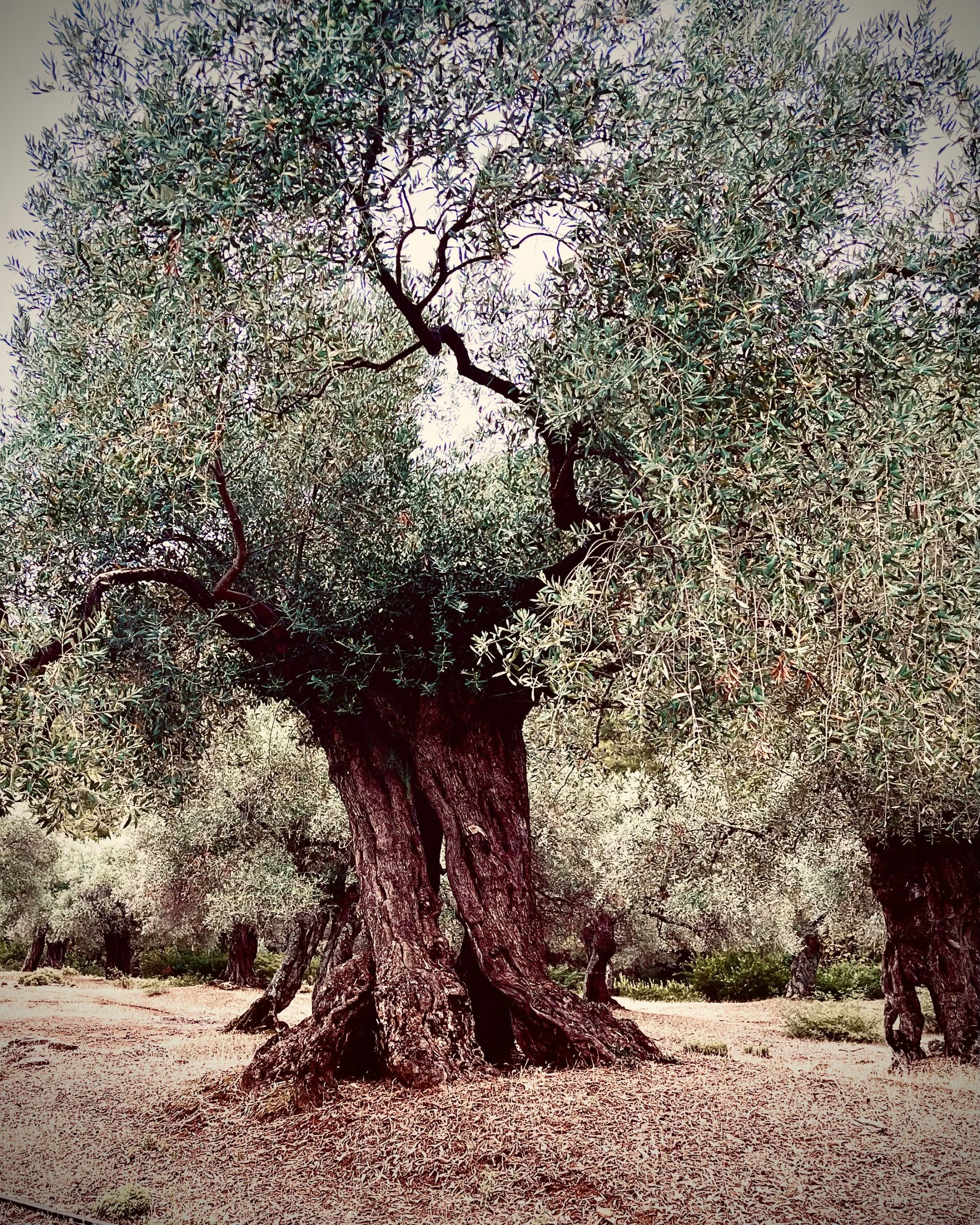 Ancient olive tree in Malta, GiltHealth longevity medicine